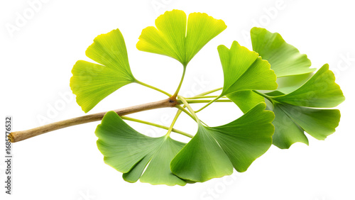 Fresh green ginkgo biloba leaves isolated on transparent background, capturing the essence of natures beauty and the unique foliage of this ancient tree