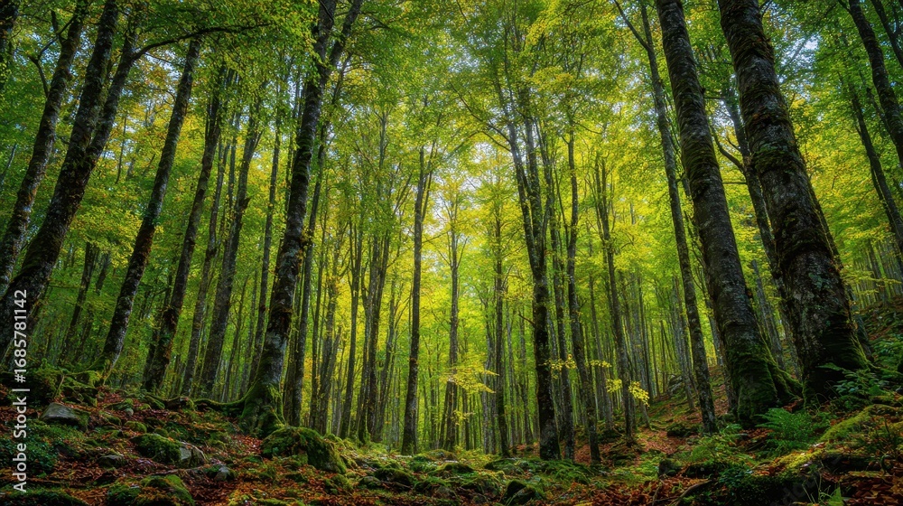 Obraz premium Lush green forest with tall trees and vibrant foliage under bright sunlight in a tranquil wilderness setting