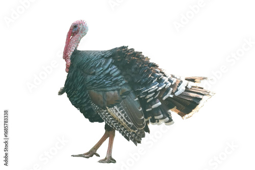 Wild Turkey Bird [Meleagris gallopavo] Isolated on a White Background with Copy Text Space. Traditional Wild Animal Element for Wildlife Posters, Cultural Themes, and Nature-Inspired Designs. PNG File