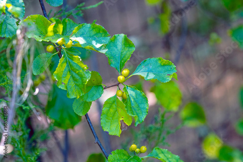 The unripe Prunus serotina, commonly called black cherry, wild black cherry, rum cherry, or mountain black cherry, is a deciduous tree or shrub.
