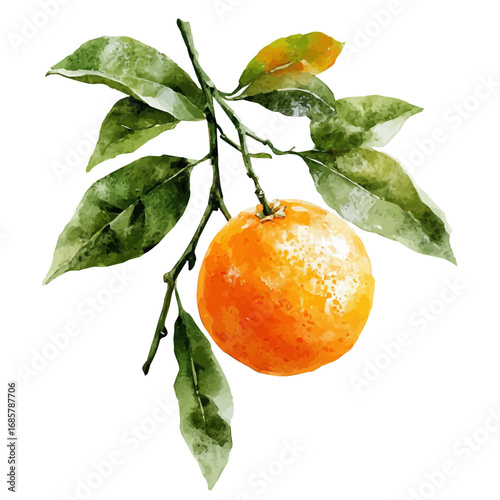 Tangerine, watercolor vector, isolated on a white background.