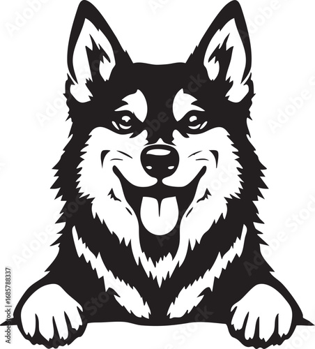 Playful husky dog with tongue out, a cute pet and sled dog mascot, and a happy canine portrait.

