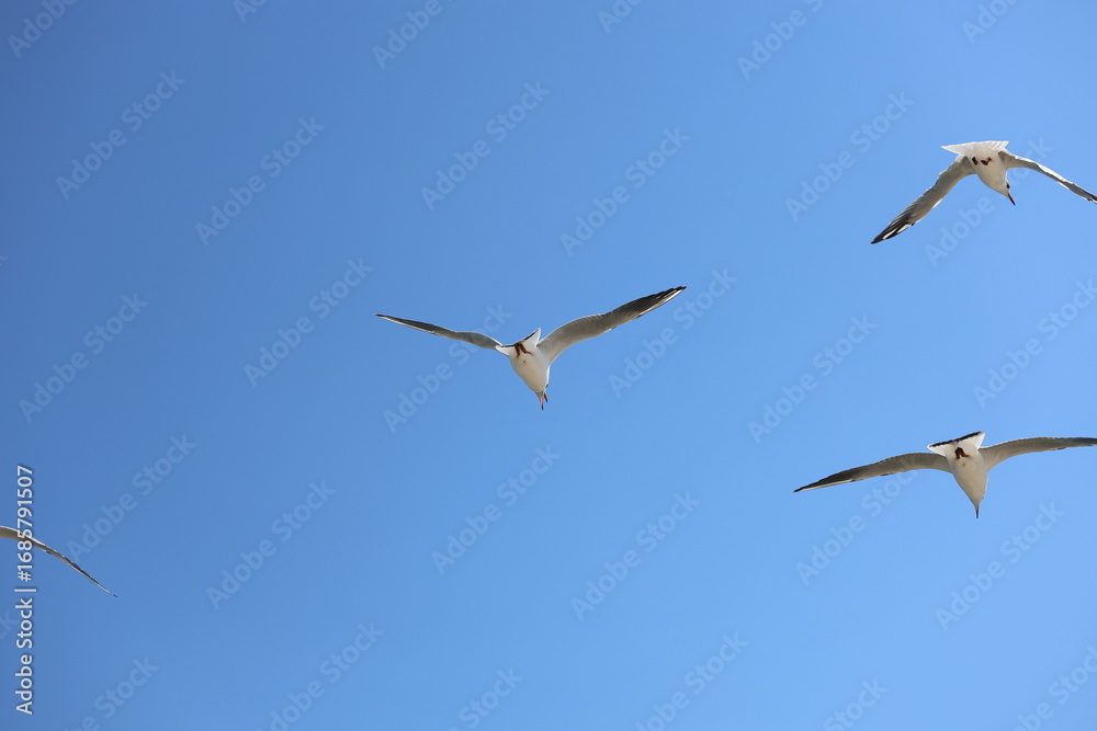 Obraz premium seagull flying in the sky