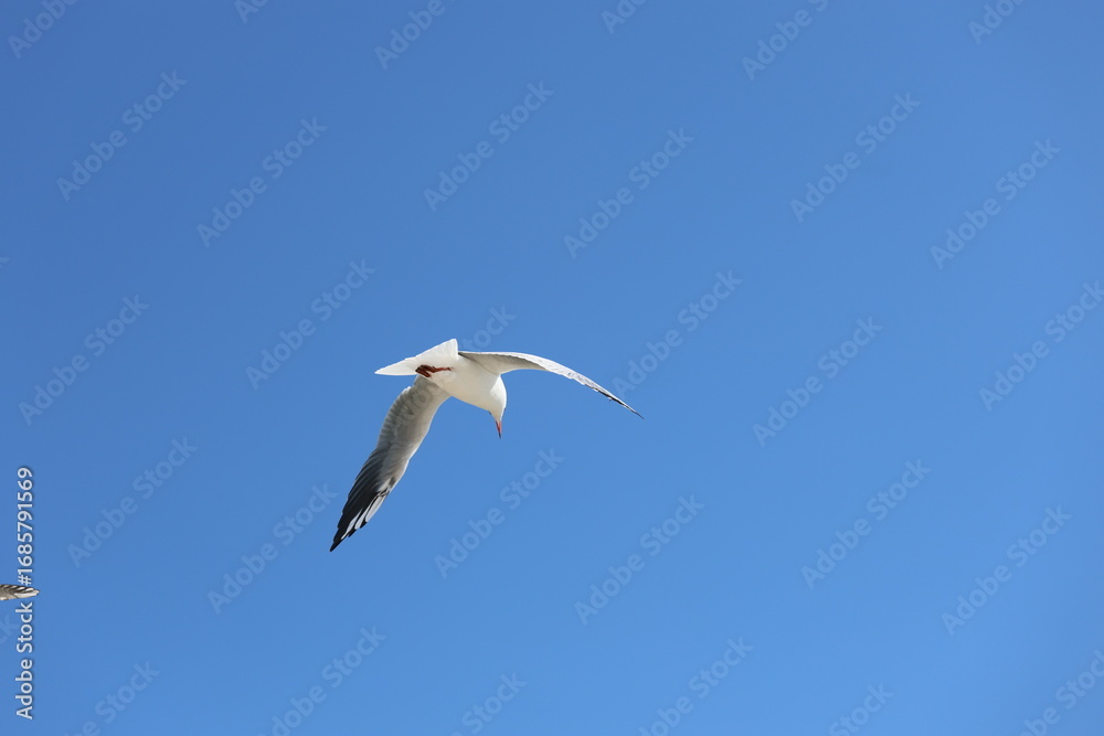 Fototapeta premium seagull flying in the sky