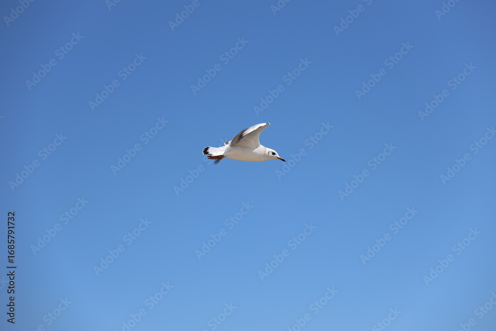Fototapeta premium seagull flying in the sky