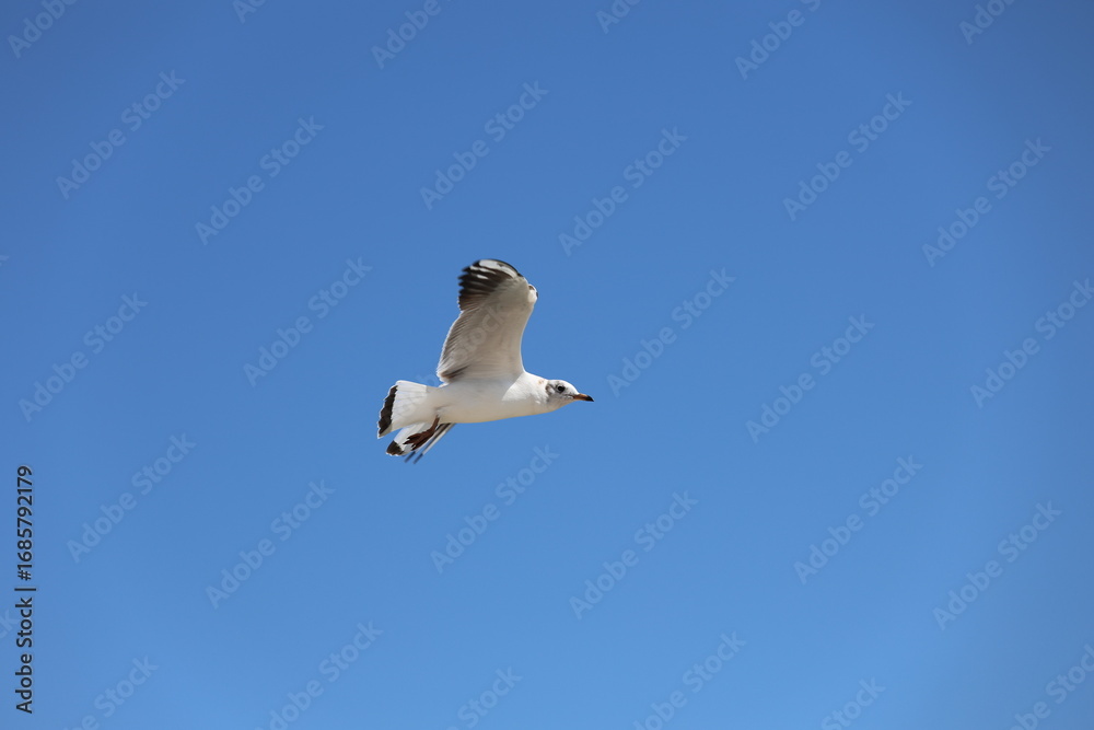 Obraz premium seagull on blue sky