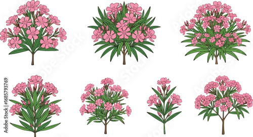 Pink flowering plant illustration, botanical clipart, floral design element, garden blossom art, spring bloom drawing, nature foliage graphic, decorative plant artwork