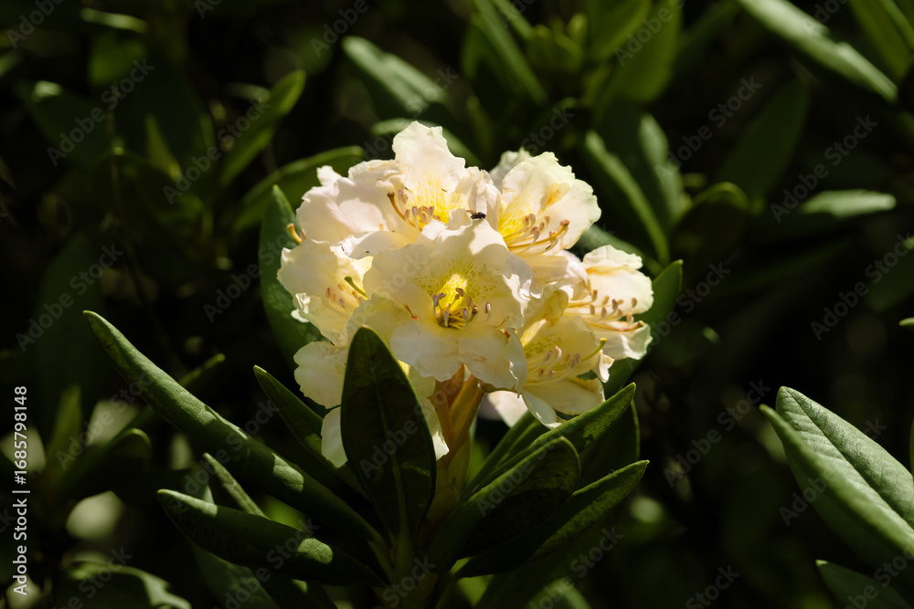 Obraz premium Close view of the caucasian rhododendron flower. Caucasus mountains, Russia.