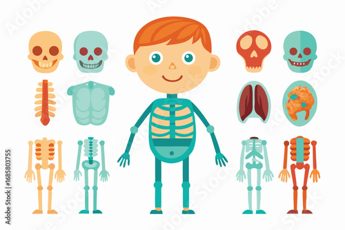 Educational illustration of human anatomy for children in a colorful design