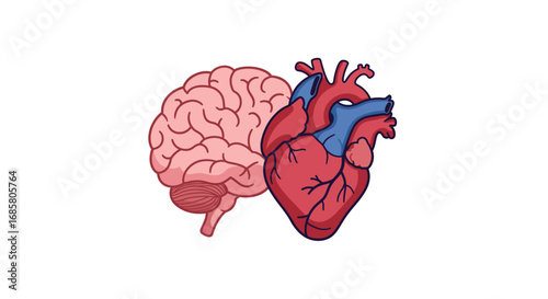 Detailed anatomy of heart and brain on white background for medical education