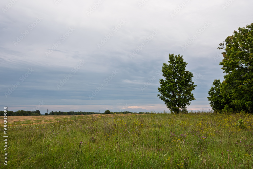 Obraz premium Peaceful rural landscape with a lone maple tree and lush green grass in the foreground. In the distance, a harvested field under a beautiful cloudy evening sky with pink accents.