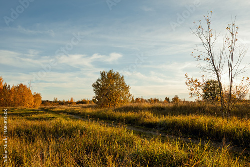 Golden hour light illuminates a field on the outskirts of Narva, Estonia. The landscape features tall autumn grass, a lone tree in vibrant yellow foliage, and a beautiful evening sky.