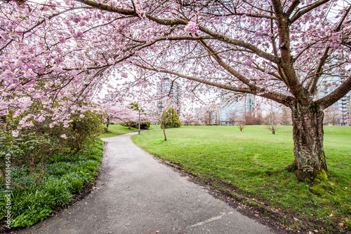 Beautiful cherry blossoms in Vancouver, British Columbia, Canada, in spring.