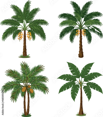 Tropical palm trees and banana plant botanical illustration, date palm, coconut palm, exotic fruit plants, agriculture, farming, gardening, tropical nature vector art