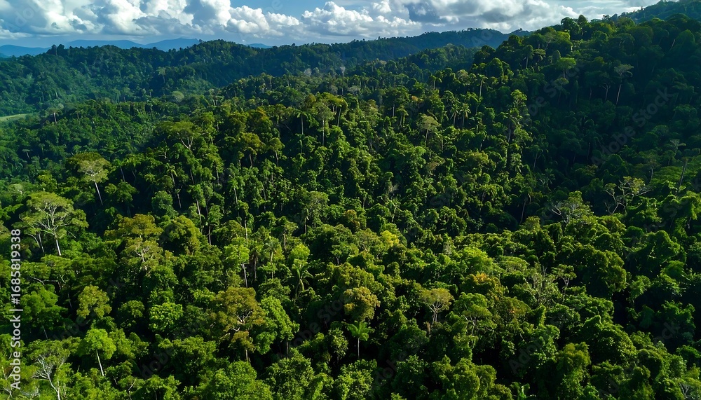 Obraz premium Lush tropical forest canopy viewed from above