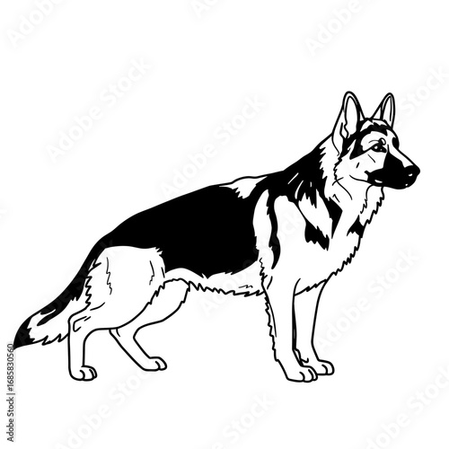 Wallpaper Mural German Shepherd profile coloring page. Dog breed study asset for printable worksheets and educational materials Torontodigital.ca