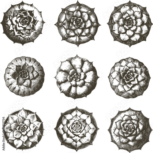 Different succulents and cactus. Top down view, vector monochrome vintage collection isolated on white background.