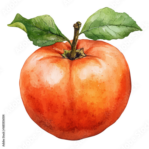 Persimmon, watercolor drawing vector, isolated on a white background.