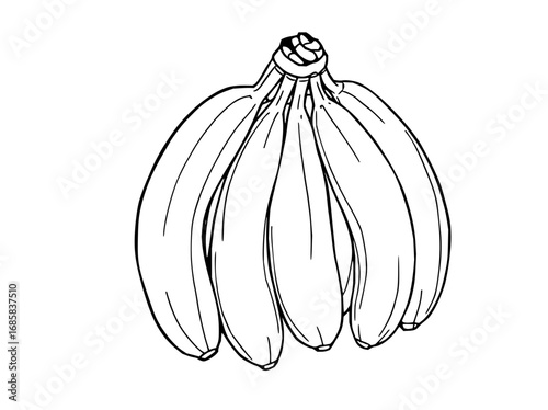 Minimilist illustration of a bunch of bananas hanging together in a detailed black and white line drawing style vector