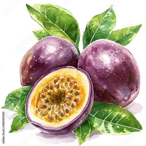 Passion Fruit, watercolor drawing vector, isolated on a white background.