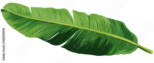 Detailed illustration of a vibrant green banana leaf (1)