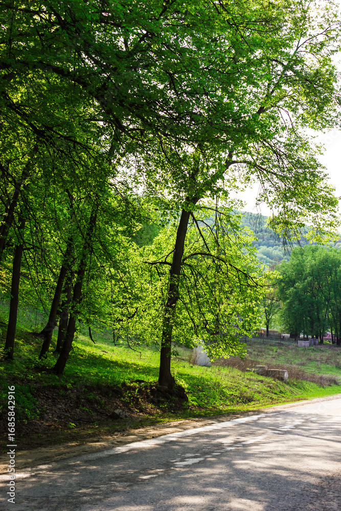 Fototapeta premium Trees in a green forest