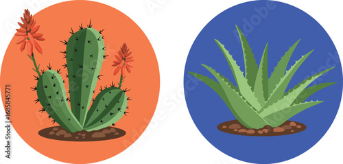 cactus plants in vibrant orange blue backgrounds