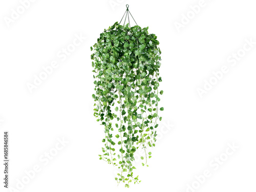 Lush green hanging plant cascading downwards, Isolated On white, Png Transparent