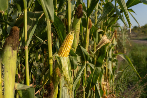 Corn field showing ripe corn cobs. Ripening corn in the field. Quality control of corn in the field