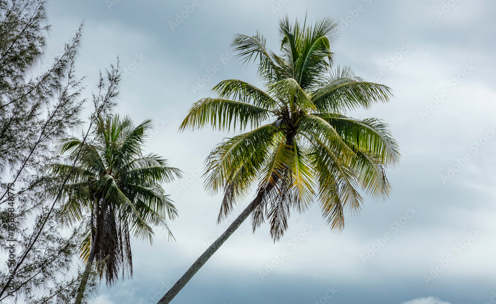 custom made wallpaper toronto digitalCocotiers des îles Tropicales
