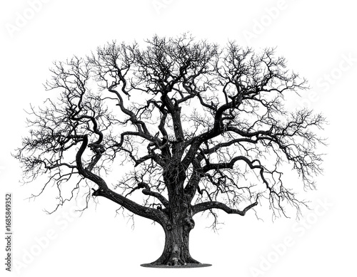 old dead spooky tree isolated on white or transparent png 