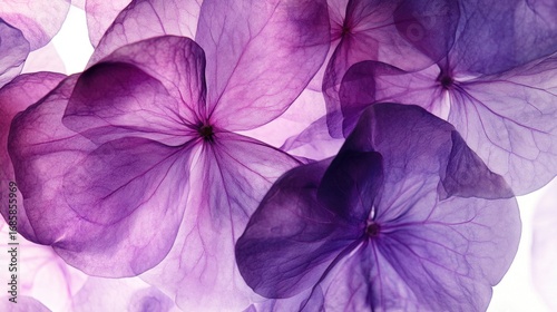 Purple hydrangea petals