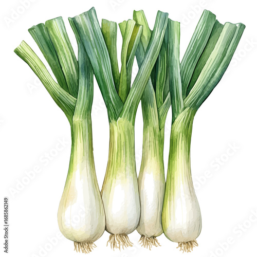 Leek, watercolor vector, isolated on a white background.