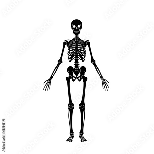 Vector art of full skeleton, a detailed anatomical illustration for educational or artistic purposes