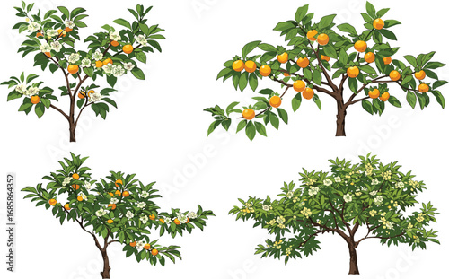 Fruit tree with blossoms, ripe orange fruit, green foliage branch, seasonal garden plant, tropical orchard design, botanical agriculture artwork, flat vector illustration
