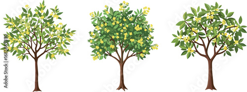 Yellow flower tree, green foliage bloom, seasonal botanical plant, tropical garden element, nature landscape design, decorative orchard artwork, spring blossom, flat vector illustration