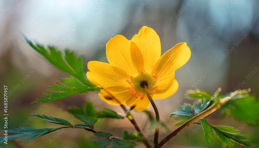 Fototapeta premium a single bright yellow wildflower blooming among green leaves and woody stems in a natural setting captured in soft daylight with a blurred background