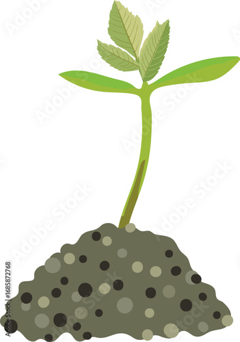 Green sprout of rowan tree (Sorbus aucuparia) isolated on white background