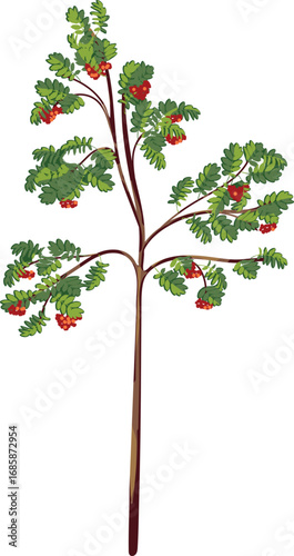 Young rowan tree (Sorbus aucuparia) with green leaves and many red berries in crown isolated on white background	
