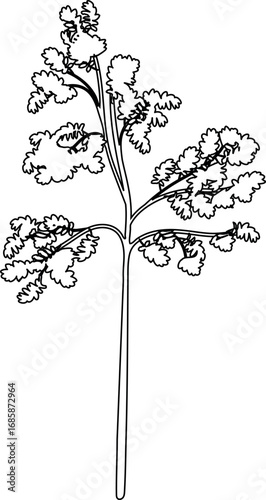 Coloring page with young rowan tree (Sorbus aucuparia) with crown isolated on white background	
