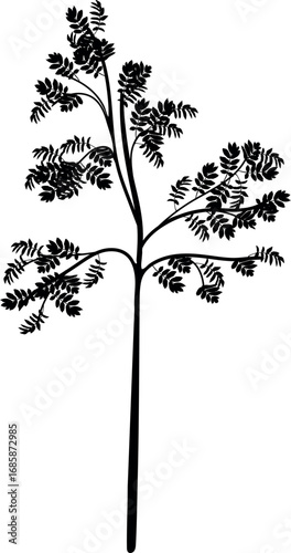 Black silhouette of young rowan tree (Sorbus aucuparia) with crown isolated on white background	
