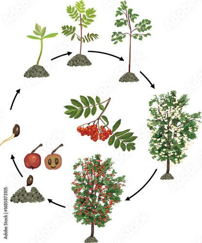 Life cycle of  rowan tree (Sorbus aucuparia). Growth stages from seed and sprout to old treewith green leaves and many red berries in crown isolated on white background	