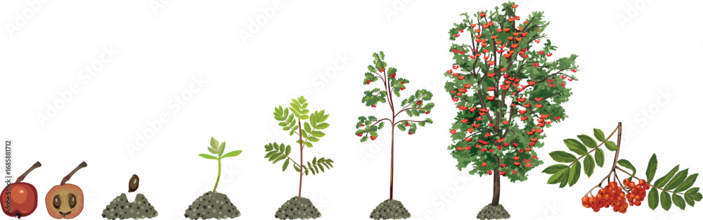 Naklejka premium Life cycle of rowan tree (Sorbus aucuparia). Growth stages from seed and sprout to old treewith green leaves and many red berries in crown isolated on white background 
