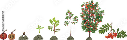 Life cycle of  rowan tree (Sorbus aucuparia). Growth stages from seed and sprout to old treewith green leaves and many red berries in crown isolated on white background	
