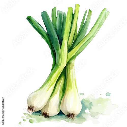 watercolor vector of Green Onion, isolated on a white background.