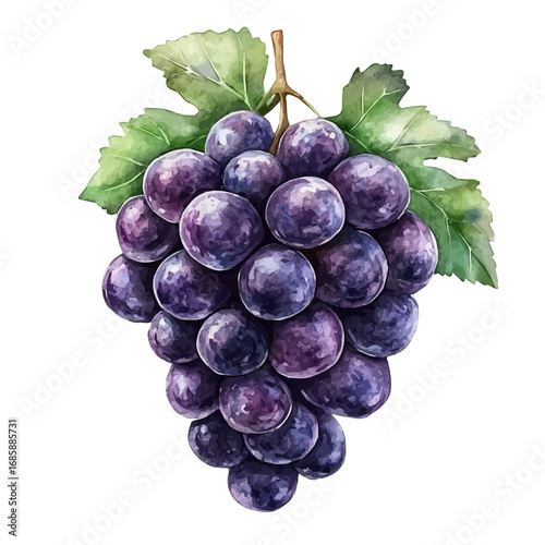 watercolor vector of Grape, isolated on a white background.