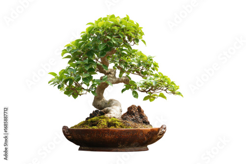 Bonsai tree care tips home garden article indoor close-up
