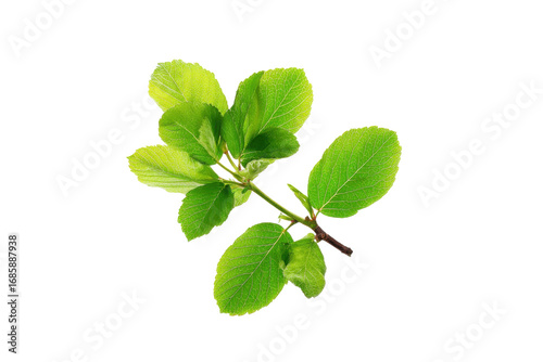 Fresh green leaves on branch nature scene