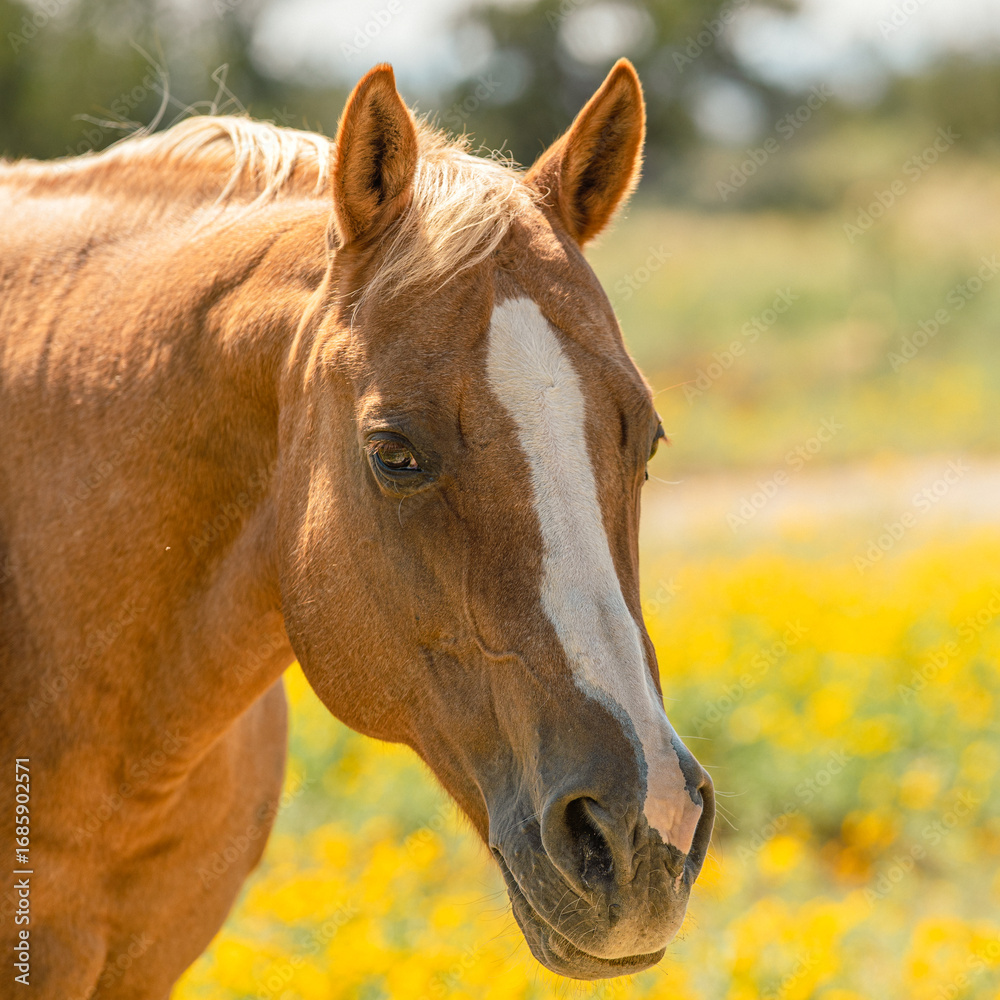 Naklejka premium Horse portrait of head