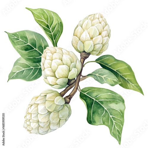 Custard Apple, watercolor clipart vector, isolated on a white background.